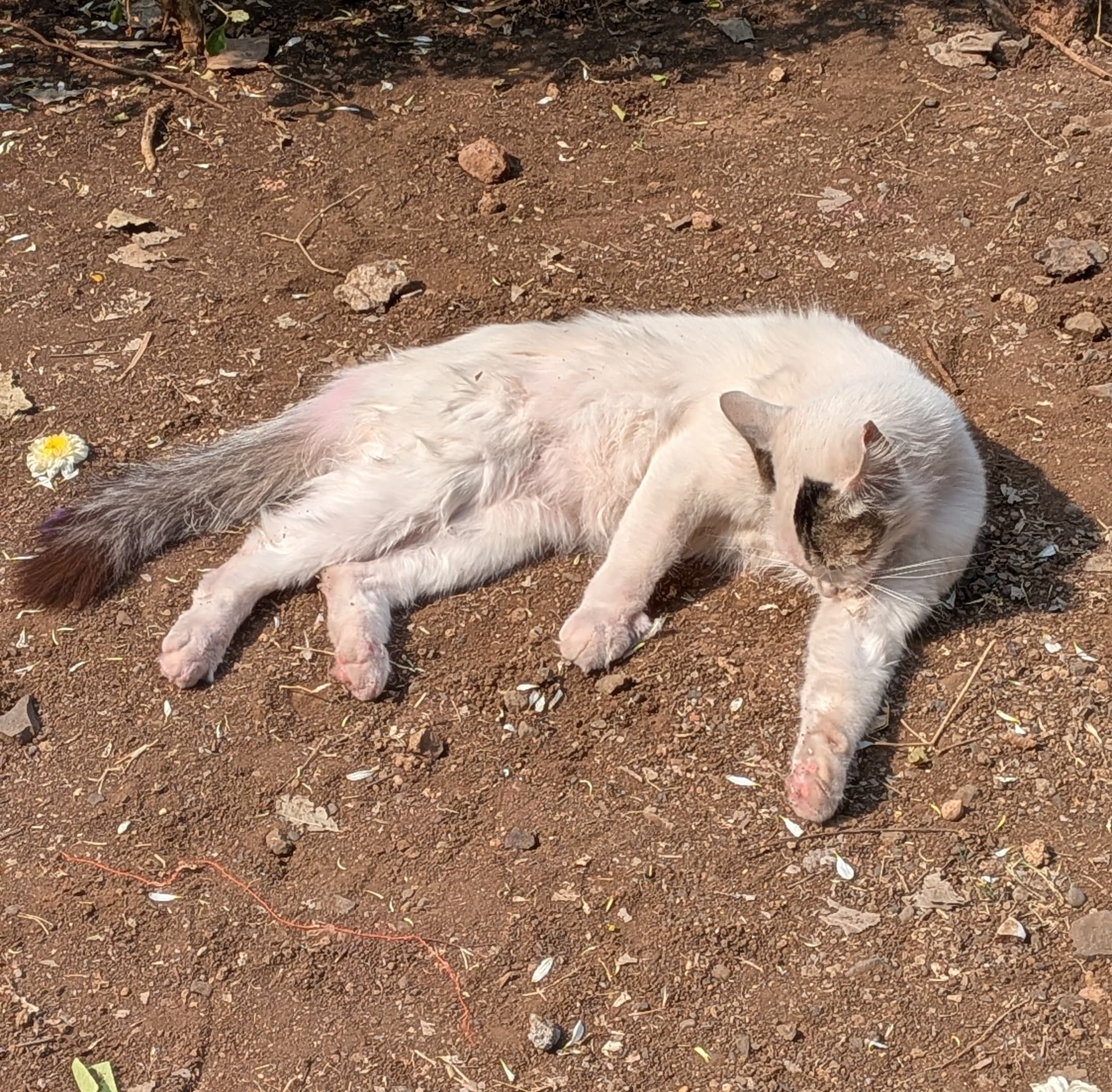 boka sleeping